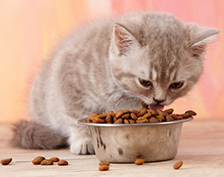 TAZONES DE COMIDA Y AGUA PARA MASCOTAS 